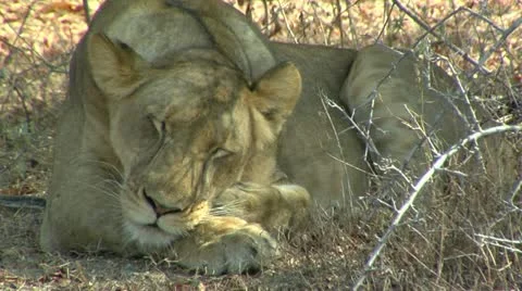 Lion sleeping in shade Stock Footage 10815098