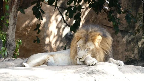 Lion sleeping on a tree trunk resting, 스톡 동영상 86529232