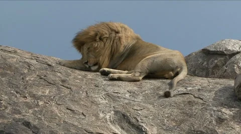 LION SLEEPS ON ROCK. Video stock 18193696