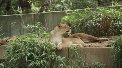 Lion slowly falling asleep while sitting up Stock Footage 66687343