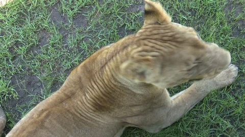 LION SNARL - CLOSE 库存影片 73870562