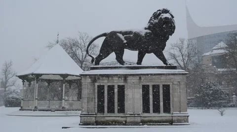 Lion in the snow Stock Footage 48429002