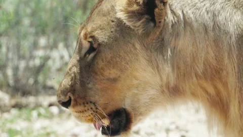 Lion , south africa, Namibia Stock Footage 305371153