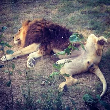 Lion Spread Eagle Stock Photos