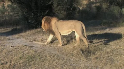 Lion Squirts his Mark Stock Footage 22141152