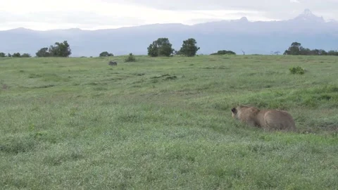 Lion stalking warthogs grass plain morning dawn hunting Ol Pejeta Kenya Africa 動画素材 232962276