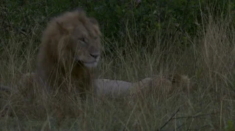 Lion standing up and lying down again Stock Footage 12656230