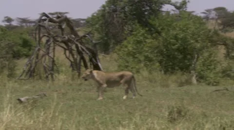 Lion standing and walking Video stock 12652376