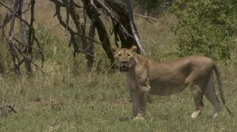 Lion standing and walking Stock Footage 12652380