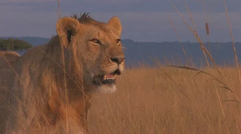 Lion standing in early morning light close up Stock Footage