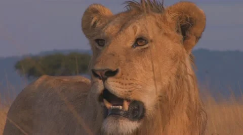 Lion standing in early morning light big close up Stock Footage