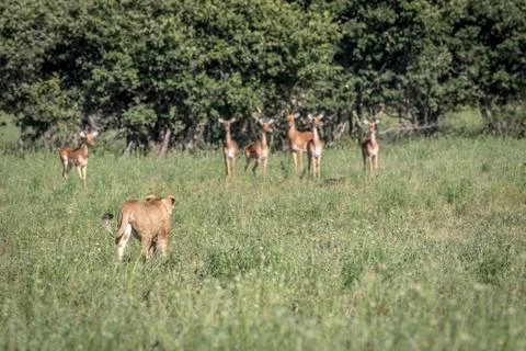 Lion standing in front of Impalas. Stock Photos