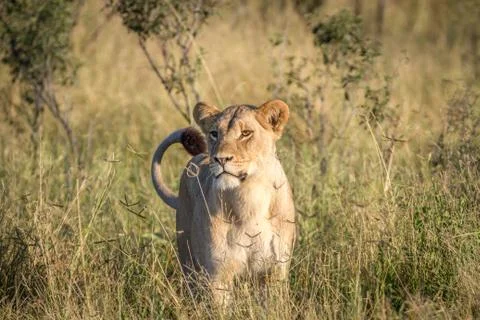 Lion standing in the grass in Chobe. Stock Photos