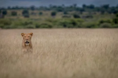 Lion standing in the high grass. Stock Photos