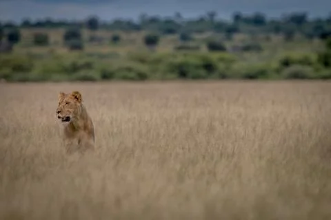 Lion standing in the high grass. Stock Photos