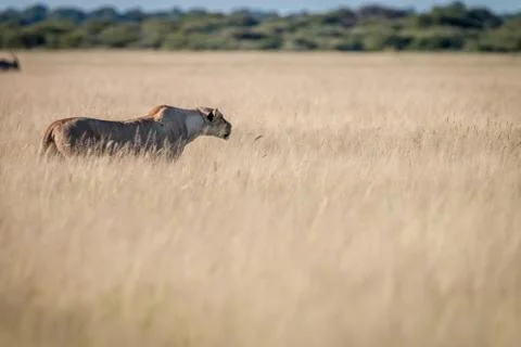 Lion standing in the high grass. Stock Photos