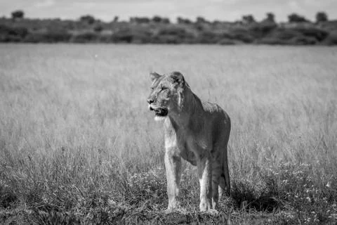 Lion standing in the high grass. Stock Photos