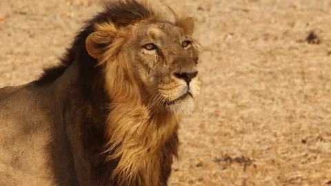 Lion Standing in His Territory 動画素材 245370948