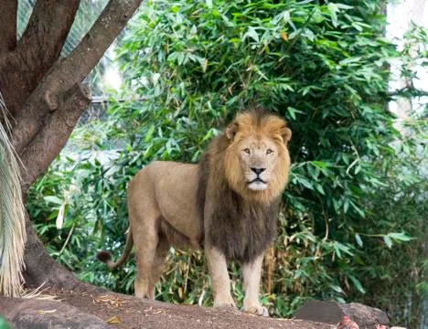 Lion standing Stock Photos