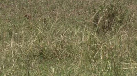 Lion standing in the sun Stock Footage 12652370