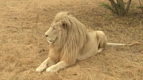 Lion stands up Stock Footage 10989899