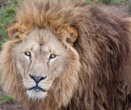 Lion stare at camera Stock Photos