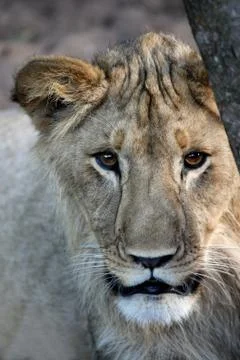 Lion Stare Stock Photos