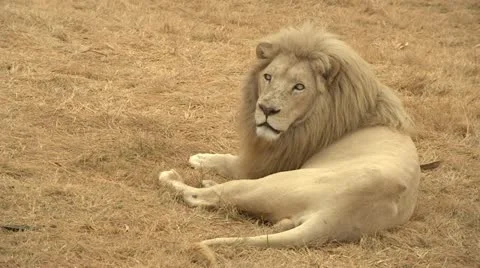 Lion staring at camera Stock Footage 10989672