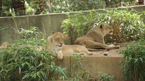 Lion staring into camera Stock Footage 66686916