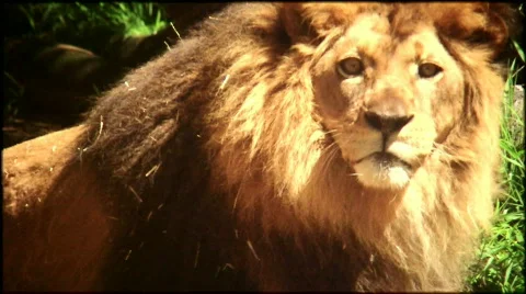 Lion staring Stock Footage 681674