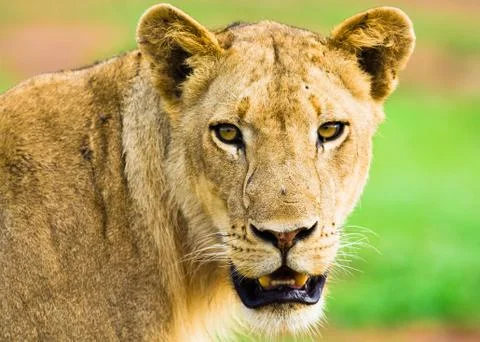 Lion staring Stock Photos