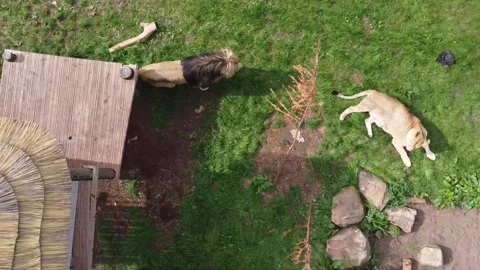 Lion startles himself, whilst lioness rests in the sun, 4k" Stock Footage 210233954