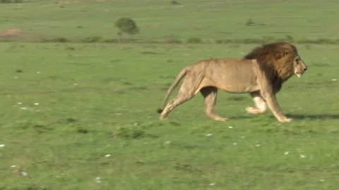LION STARTS TO RUN Video stock 90962401