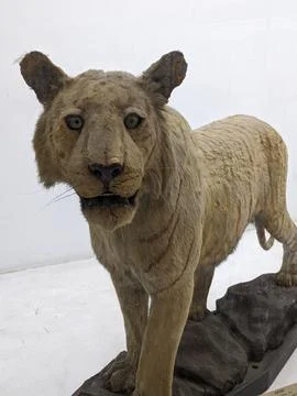 Lion statue Stock Photos