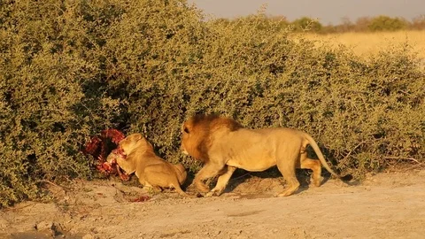 Lion steals carcass from lioness Stock Footage 119282966