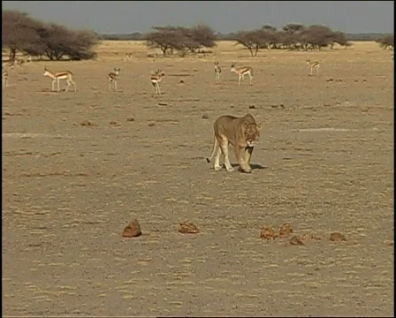 Lion stretches 库存影片 728273