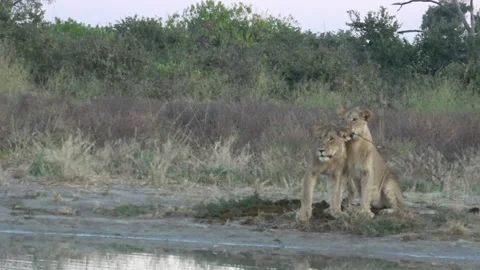 Lion subadults cuddle as one chews twig by waterhole — Part 3 Stock Footage 322049840