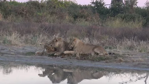 Lion subadults pull back and forth on twig — Part 4 스톡 동영상 322050312