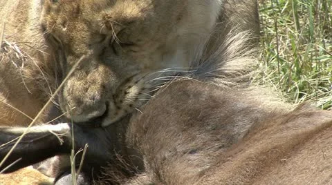 LION SUFFOCATION OF A WILDEBEEST 库存影片 17361645