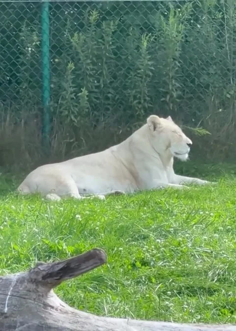 A lion sunbathing during the day Stockbeeldmateriaal 348088194