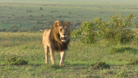 LION IN SUNLIGHT Video stock 90962269