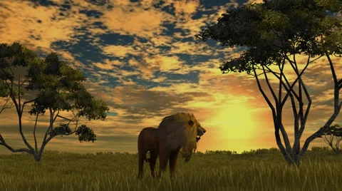 Lion on sunset background Video stock 39494948