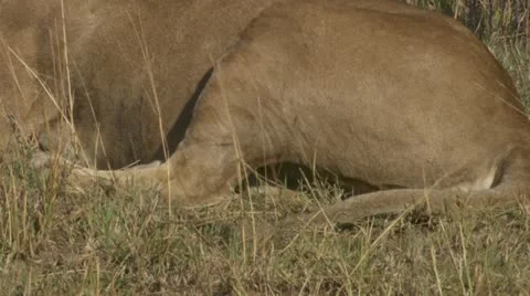 Lion tail wagging Stock Footage 12644914