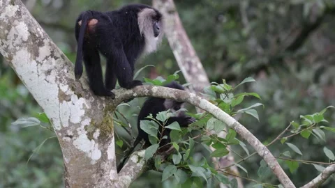 Lion-tailed Macaque climb down rainforest tree trunk and another eating clos Stock Footage 327448287