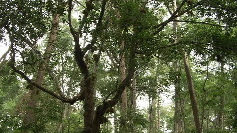 Lion-Tailed Macaque climbing up in the treetops Stock Footage 118863648