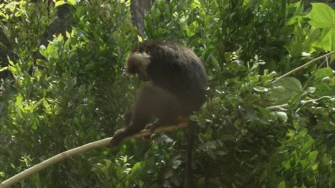 Lion Tailed Macaque climbs down branch Stock Footage 118863137
