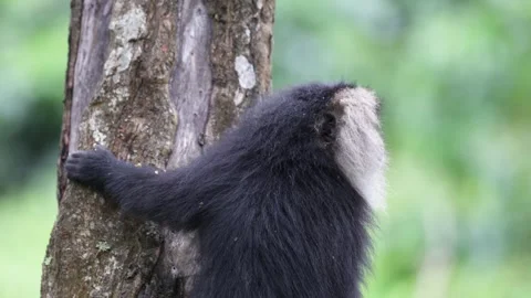 Lion-tailed Macaque cling to rainforest tree trunk looking around portrait Stock Footage 325021040