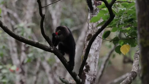 Lion-tailed Macaque feed and climb mountain rainforest tree close up Stock Footage 325021119