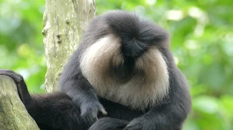 Lion Tailed macaque Stock Footage 57696905