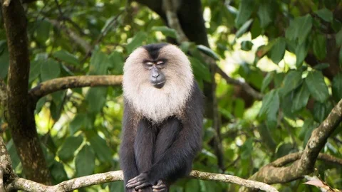 Lion Tailed macaque Stockbeeldmateriaal 118131394